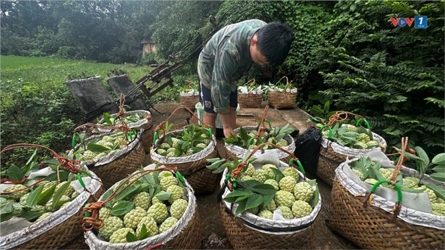 Lạng Sơn: Vùng na Chi Lăng vào chính vụ (20/08/2024)